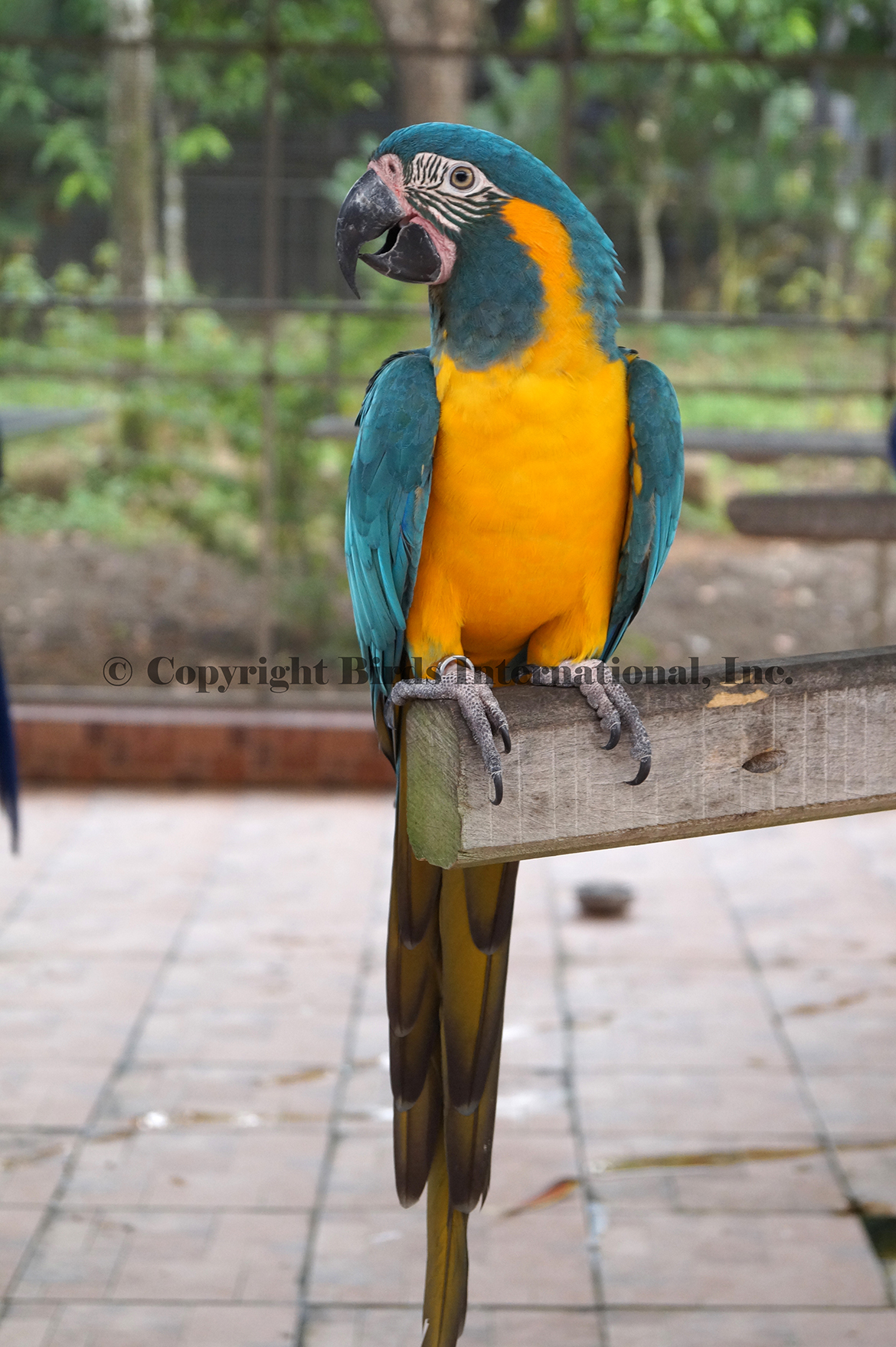 tablă de deparazitare macaw