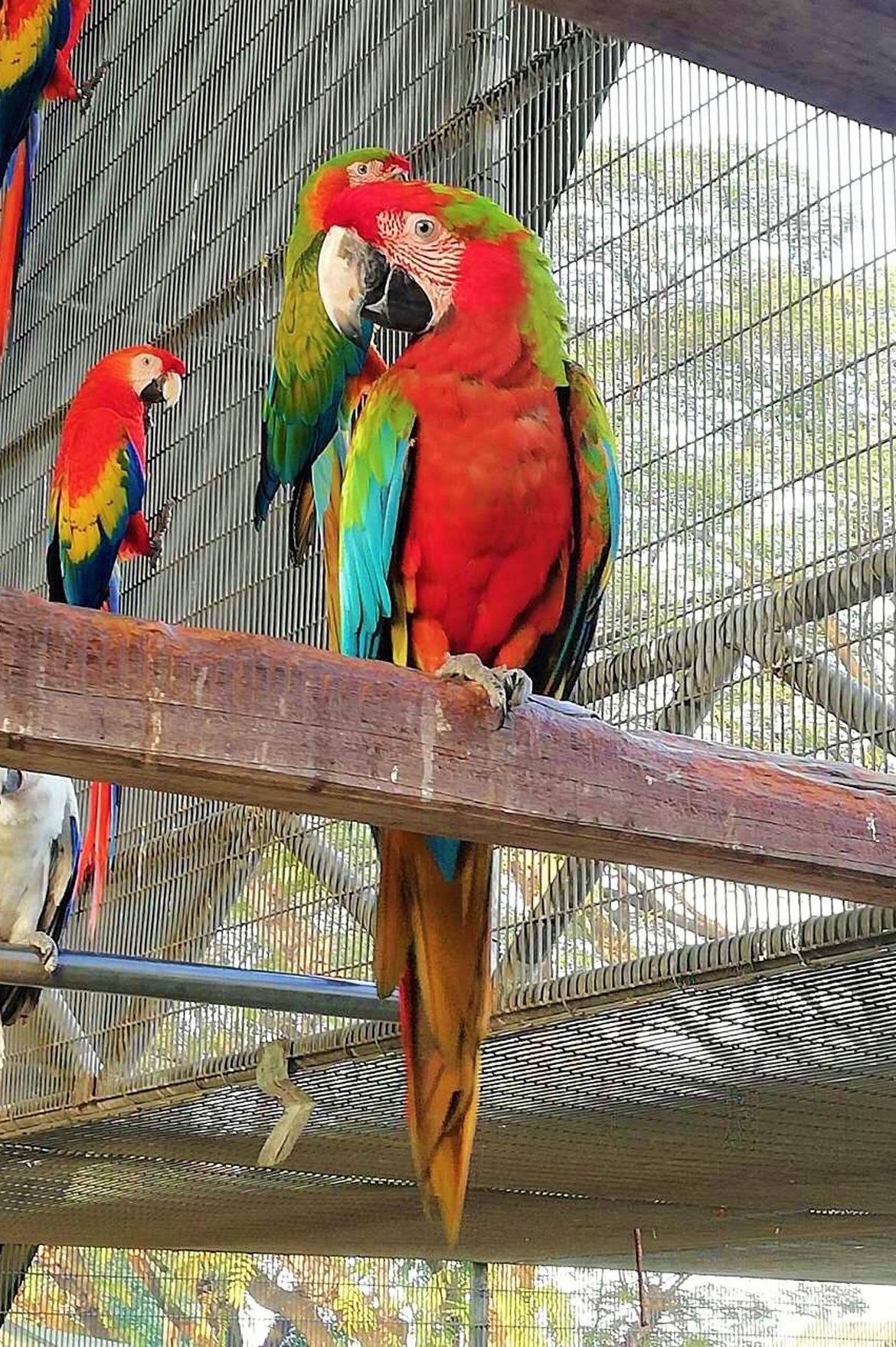 tablă de deparazitare macaw balanopostite și condiloame
