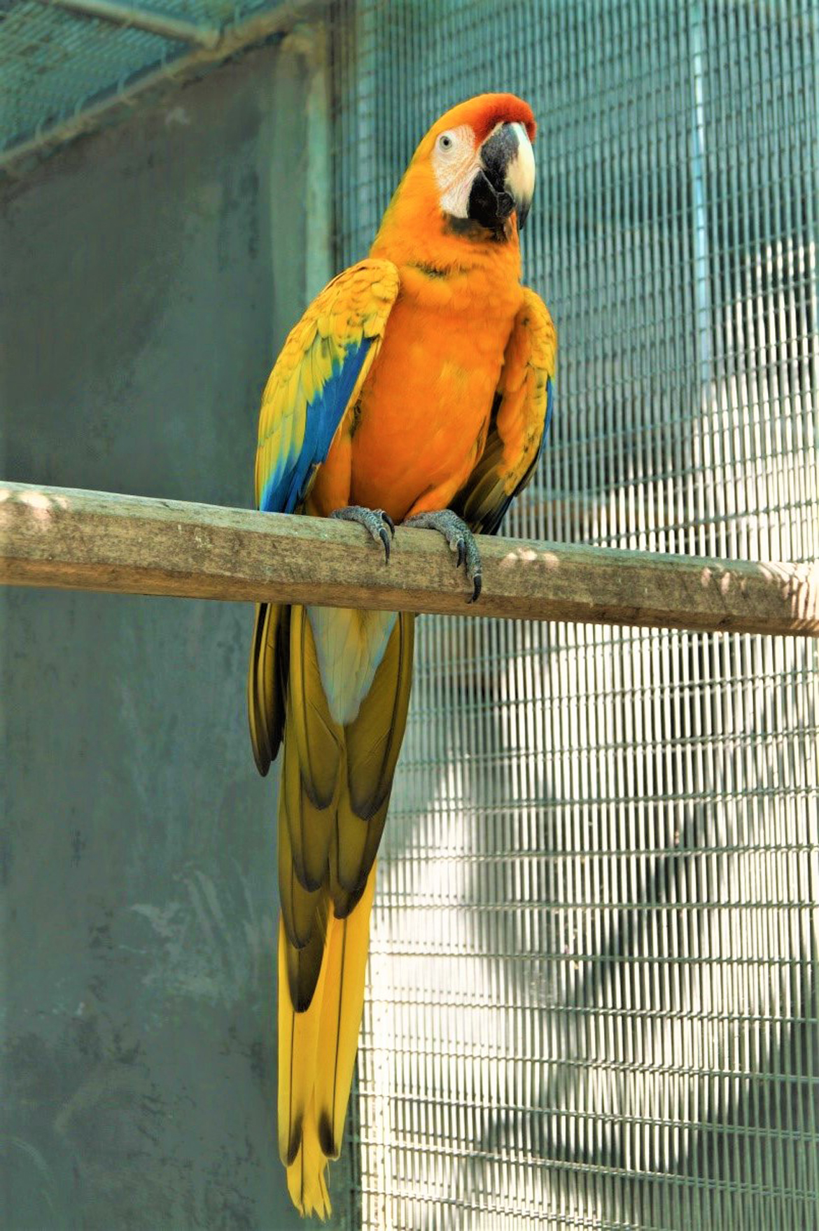tablă de deparazitare macaw ce sunt papilomii în fața