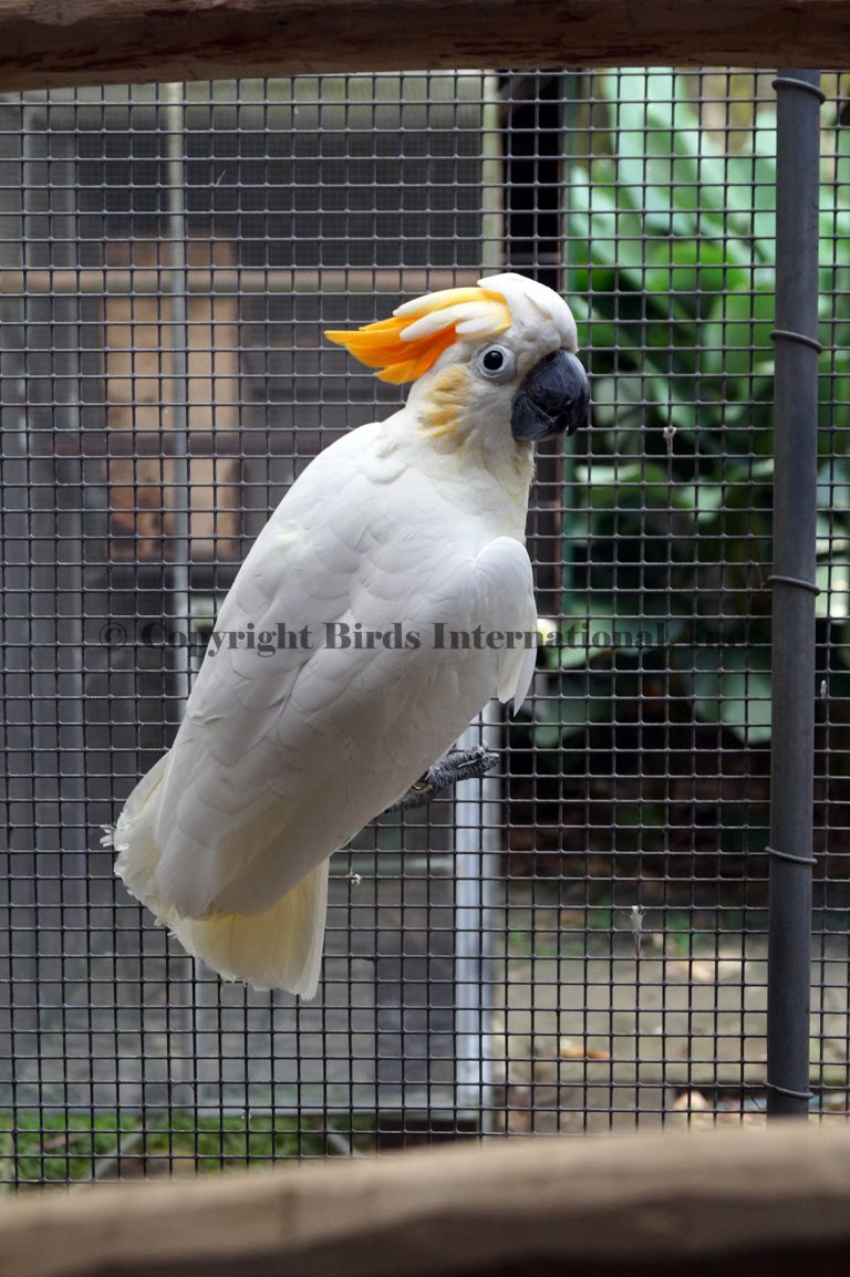 albino galah cockatoo
