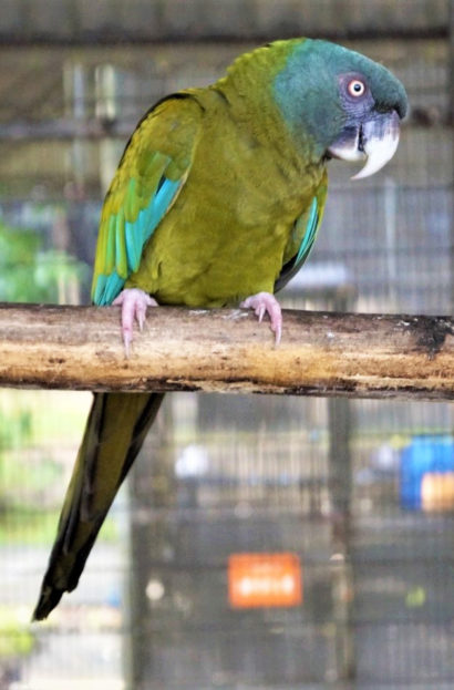 Blue Headed Macaw